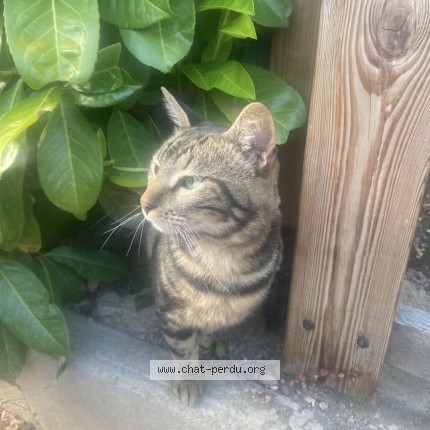 Photo 1/1 Pifeu Chat perdu à Beaucroissant