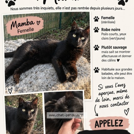Photo 1/1 mamba Chat perdu à Genouille