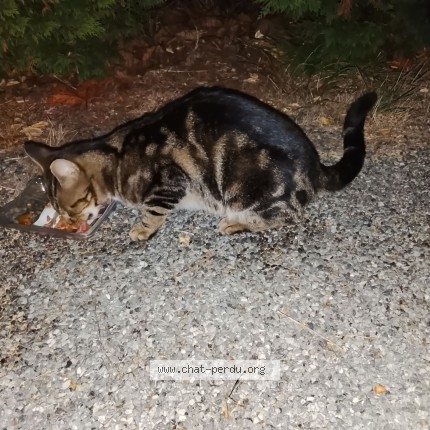 Photo 1/1 Chat trouvé Trouvé à Bretignolles Sur Mer