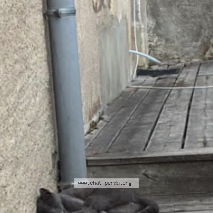 Photo 1/1 yôko Chat perdu à Manderen Ritzing