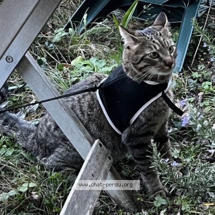 Photo 1/1 Abu Chat perdu à Nantes