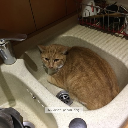 Photo de chat perdu à Chatuzange Le Goubet