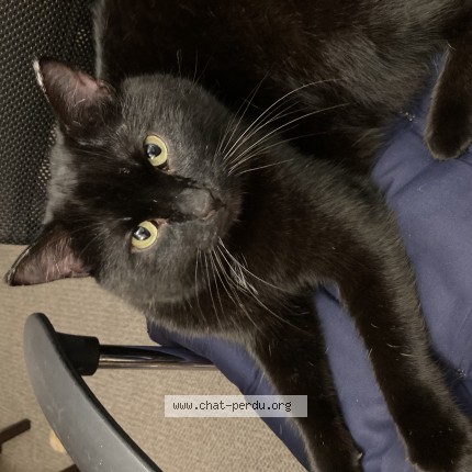 Photo 1/1 Poupou Chat perdu à Quebec