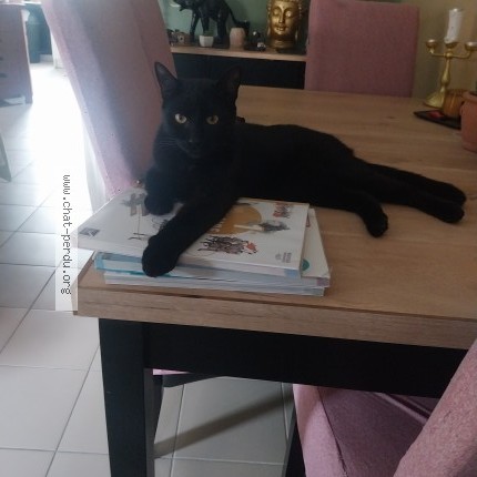 Photo 1/1 Salem Chat perdu à Fouquereuil