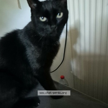 Photo 1/1 chipie Chat perdu à Gandrange