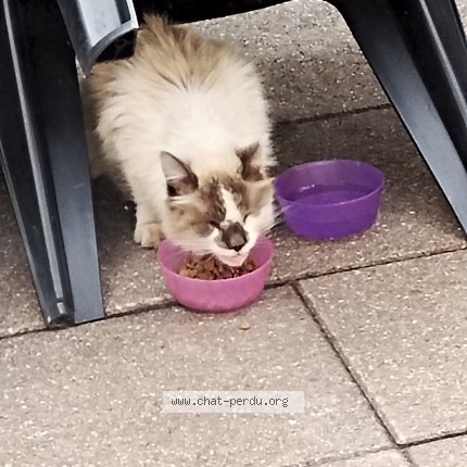 Photo 1/1 Chat trouvé Trouvé à Niederbronn Les Bains