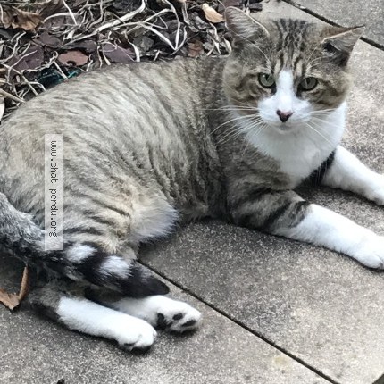 Photo 1/1 Chat trouvé Trouvé à Blous