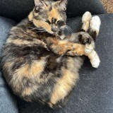 miau miau