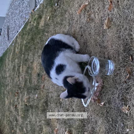 Photo de chat trouvé à Saint Andre Les Vergers