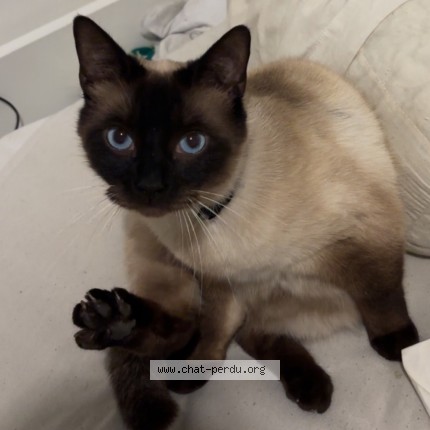 Photo de chat perdu à Chelles