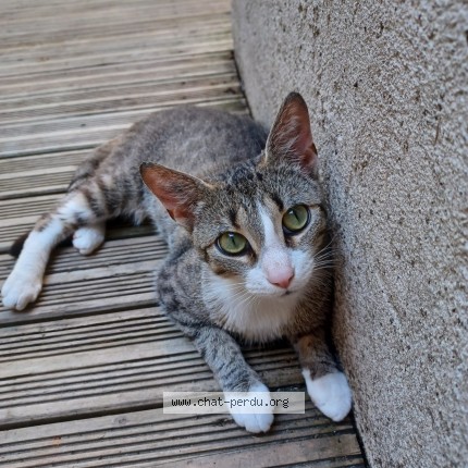 Photo 1/1 Féline Chat perdu à Tourcoing