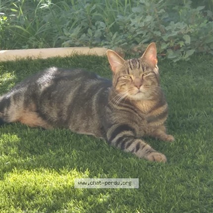 Photo de chat perdu à Marseille
