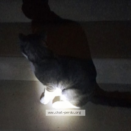 Photo de chat trouvé à Longnes