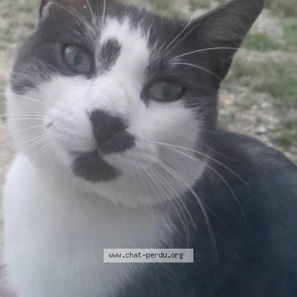 Photo 1/1 Chat trouvé Trouvé à Longnes