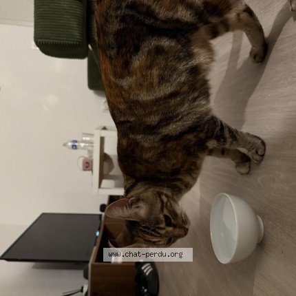 Photo de chat trouvé à Bordeaux