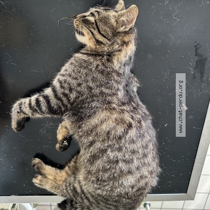 Photo de chat trouvé à Tacoignierez