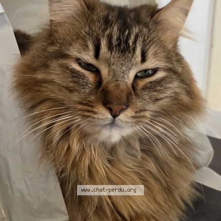 Photo de chat perdu à Bauge En Anjou