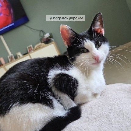 Photo de chat perdu à Bauge En Anjou