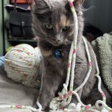 Pepper