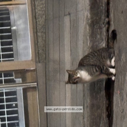 Photo de chat trouvé à Ciudad De Buenos Aires