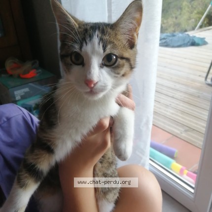 Photo de chat trouvé à Monclar De Quercy