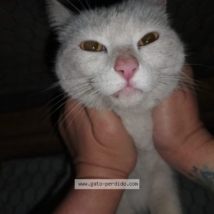 Photo de chat trouvé à Maipu