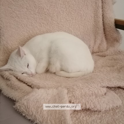 Photo 1/1 Chantilly Chat perdu à Le Havre