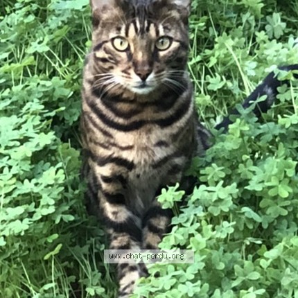 Photo de chat perdu à Sete