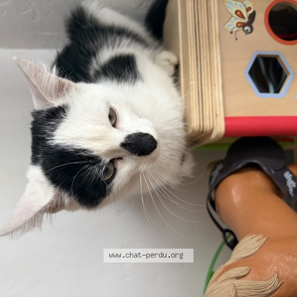 Photo de chat trouvé à Saint Lo