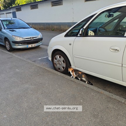 Photo de chat trouvé à Rennes