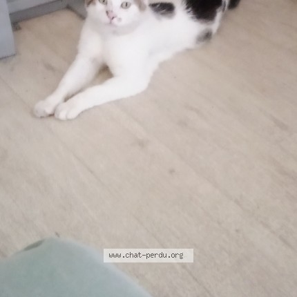 Photo de chat perdu à La Buissiere