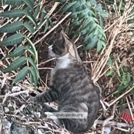 Photo de chat trouvé à Asnieres Sur Seine