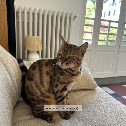 Photo de chat perdu à Marseille
