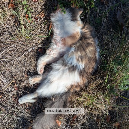 Photo de chat trouvé à Routier Brugairolles