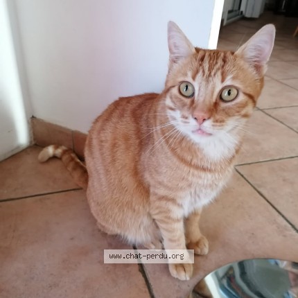 Photo de chat perdu à La Ville Du Bois