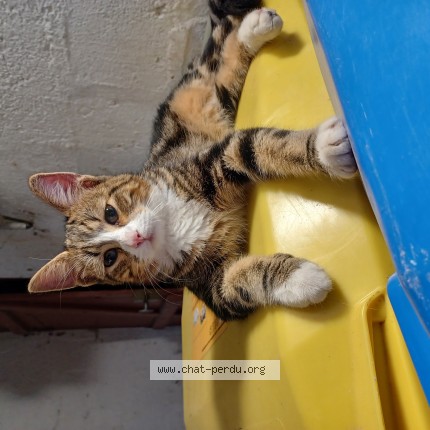 Photo de chat trouvé à Le Trait