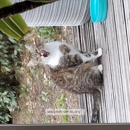 Photo 1/1 Chat trouvé Trouvé à Barneville Carteret