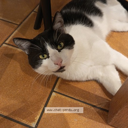 Photo de chat trouvé à Dammarie Les Lys