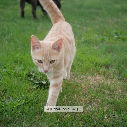 Photo de chat perdu à Les Moutiers En Cinglais