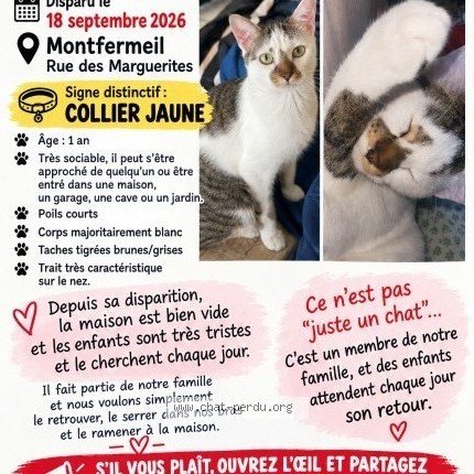 Photo 1/1 Chat retrouvé Perdu à Montfermeil