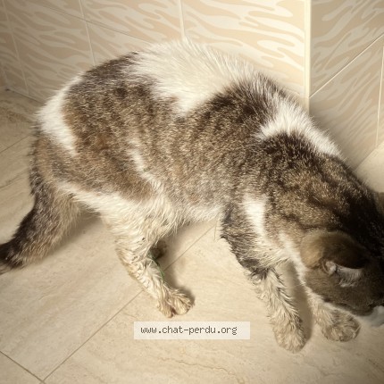 Photo de chat trouvé à Savigny Levescault