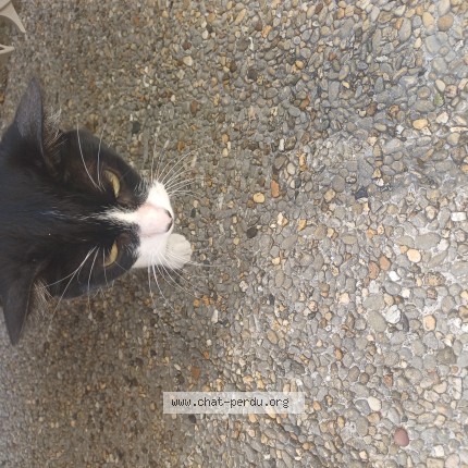 Photo 1/1 Chat trouvé Trouvé à Cessy