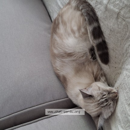 Photo de chat trouvé à Angers
