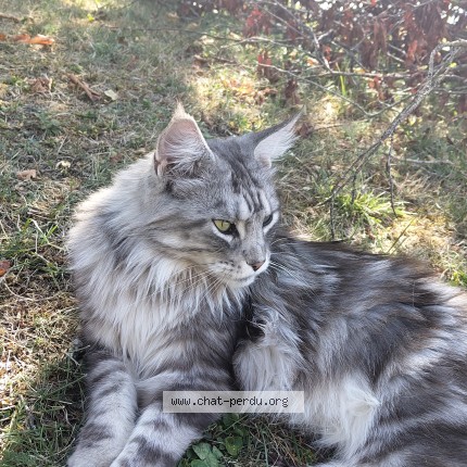 Photo 1/1 Chat trouvé Trouvé à Epagny