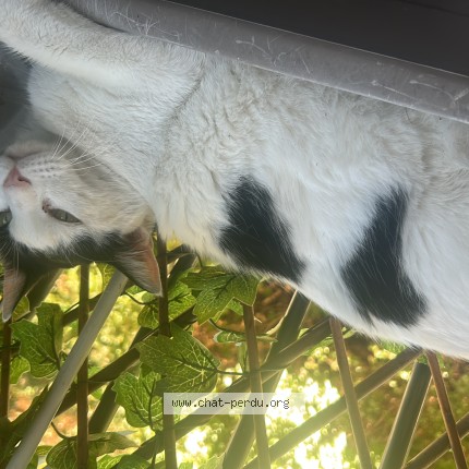 Photo 1/2 Chat trouvé Trouvé à Paris