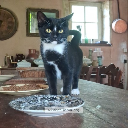 Photo 1/1 romeo Chat perdu à Saint Mar De Reno