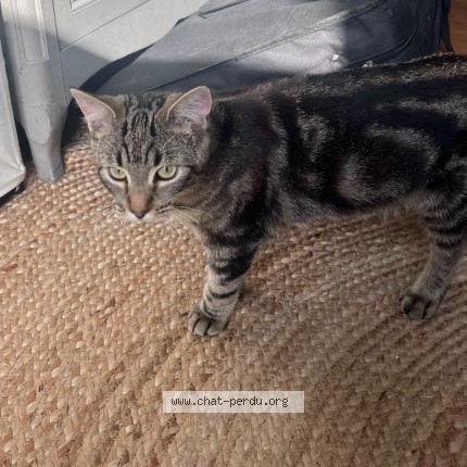 Photo de chat perdu à Tourcoing