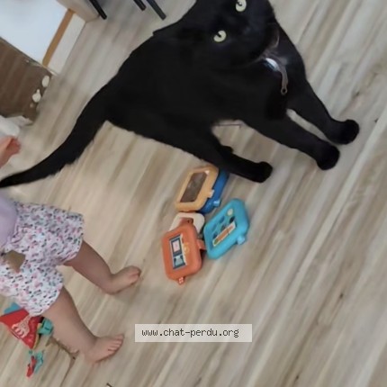 Photo de chat perdu à Fontaine Au Pire