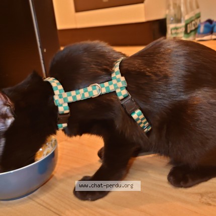 Photo 1/1 Chat trouvé Trouvé à Saint Chamond