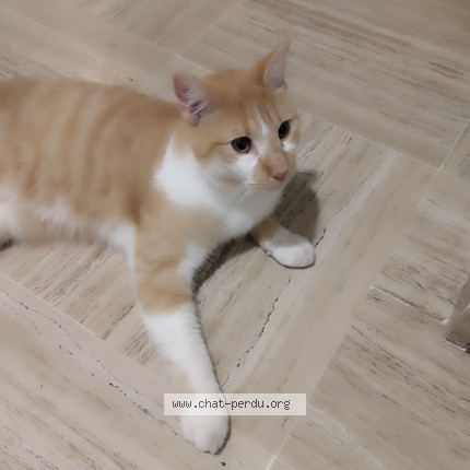 Photo de chat trouvé à Saint Raphael